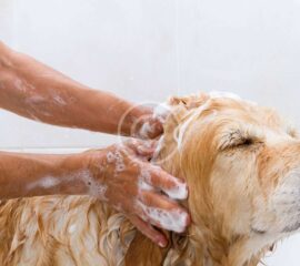 ¿Como bañar mi mascota en casa?